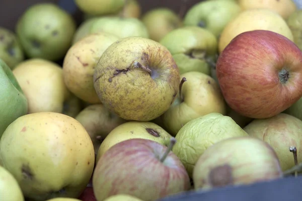 apples that start to rot in a crate, bad apples that are bad,