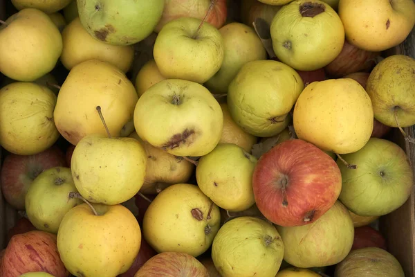Manzanas Que Empiezan Pudrirse Una Caja Manzanas Podridas Que Son — Foto de Stock