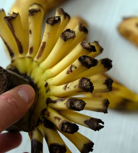 Pełne Dojrzałe Banany Pozostałe Korzenie Bananów Gotowy Korzeń Banana — Zdjęcie stockowe