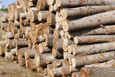 Kavak ağaçları, kereste ticareti kavak ağaçlarından elde edilen keresteler.,