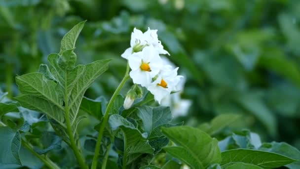 Aardappelplant Bloeiend Tuin Aardappel Tuin Bloeitijd Van Aardappelplant — Stockvideo