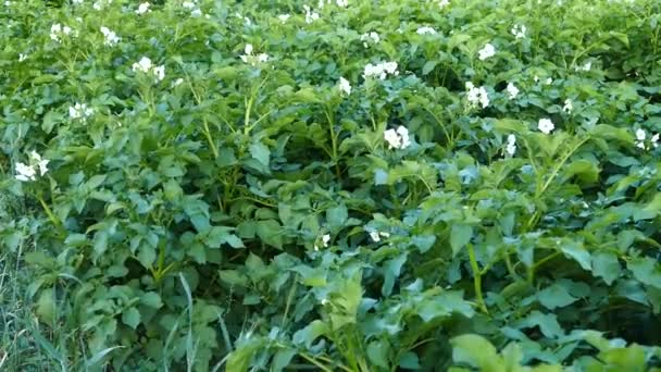 Planta Batata Florescendo Jardim Batata Jardim Estação Flores Planta Batata — Vídeo de Stock