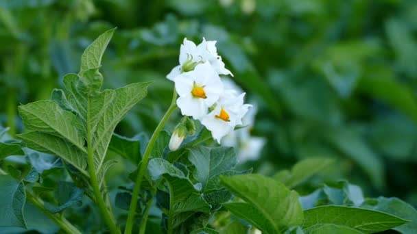 Pianta Patate Che Fiorisce Giardino Patata Giardino Stagione Floreale Della — Video Stock