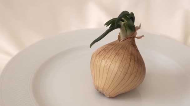 Onion Sprouting 360 Degree Rotating Stand Very Close Germinated Onion — Stock Video