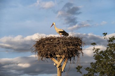 Leylekler ve yuvaları ilkbaharda yuvalarında bekliyor.,