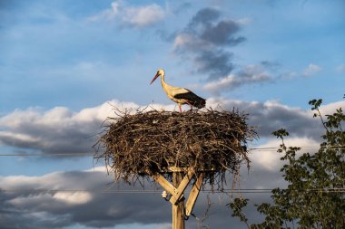 Leylekler ve yuvaları ilkbaharda yuvalarında bekliyor.,