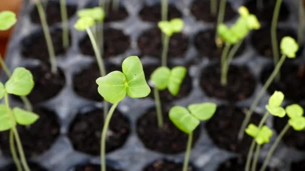 Mudas Que Crescem Plástico Pequenas Violas Jardim Mudas — Vídeo de Stock