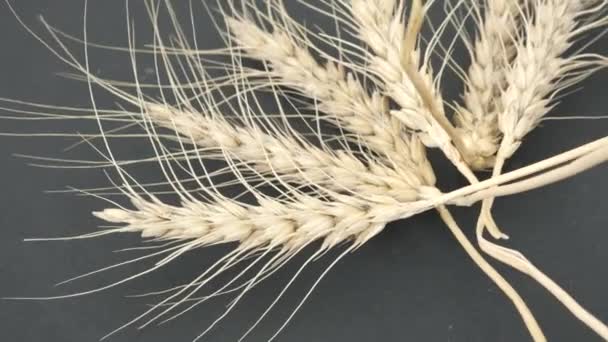 360 Derecede Dönen Buğday Başakları Var — Stok video