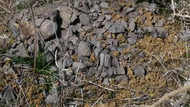 Fragmentation Rocks Cracking Crumbling Rocks Nature — Stock Video