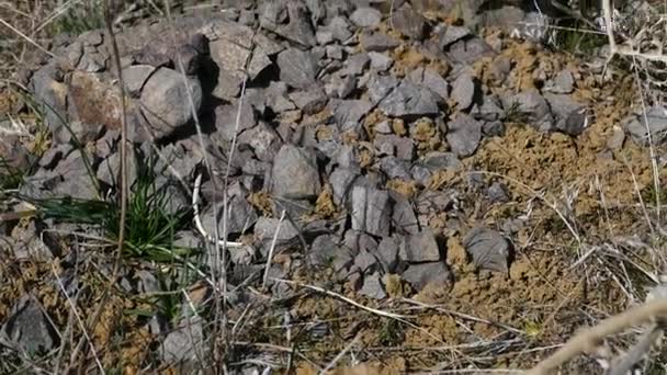 Fragmentierung Von Felsen Risse Und Zerbröckeln Von Felsen Der Natur — Stockvideo