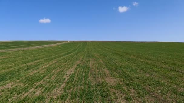 Pšenice Obdělávaná Zemědělská Půda Pšeničná Pole Pšeničná Pole Jaře — Stock video
