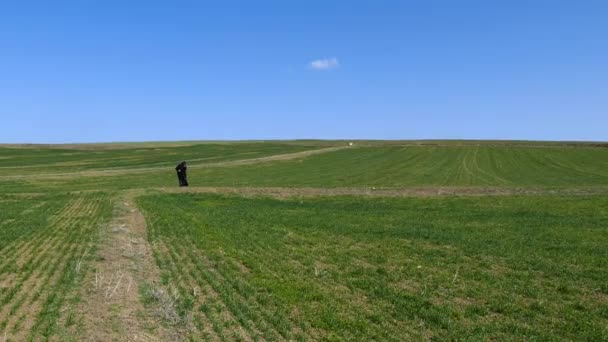 Вирощування Пшениці Сільськогосподарські Угіддя Пшеничні Поля Пшеничні Поля Навесні — стокове відео