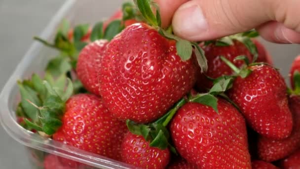 Menschliche Gesundheit Und Frische Erdbeeren Frische Erdbeeren Aus Nächster Nähe — Stockvideo