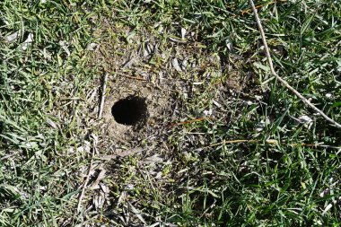 Fare yuvaları doğada, fare yuvaları birçok yerde.,