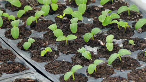 バルコニーで苗を育て趣味の庭でバルコニーで野菜の苗を育て — ストック動画