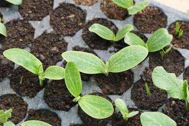 Bahçe için fidanlar ekin, kabak tohumları, sebze tohumları yetiştirmek için plastik kalıplı kağıt.,