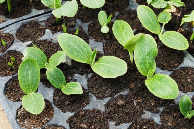 Bahçe için fidanlar ekin, kabak tohumları, sebze tohumları yetiştirmek için plastik kalıplı kağıt.,