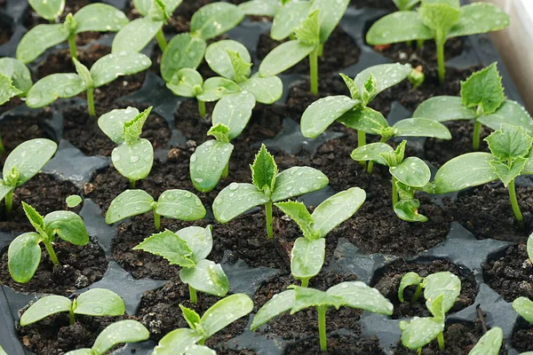 Sadzonki Ogórków Sadzonki Warzyw Plastikowej Altówce — Zdjęcie stockowe