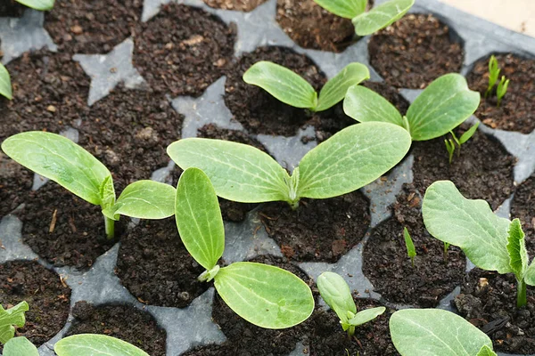 Cultivar Plántulas Para Jardín Plántulas Calabacín Papel Moldeado Plástico Para —  Fotos de Stock