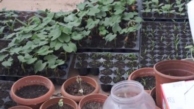 Balkonda fidanlar yetiştiriyor, hobi bahçesi için balkonda sebze fideleri yetiştiriyor.,