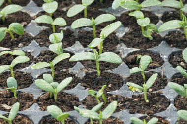 Balkonda fidanlar yetiştiriyor, hobi bahçesi için balkonda sebze fideleri yetiştiriyor.,