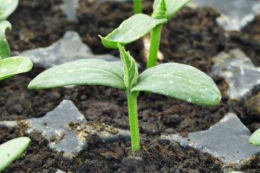 Hobi bahçesi için sebze fideleri, plastik viyola içinde sebze fideleri.,