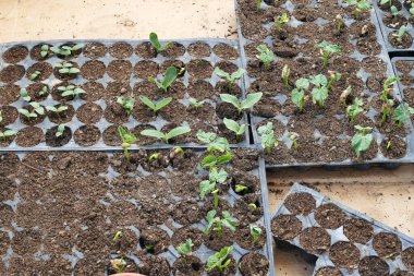 Balkonda fidanlar yetiştiriyor, hobi bahçesi için balkonda sebze fideleri yetiştiriyor.,