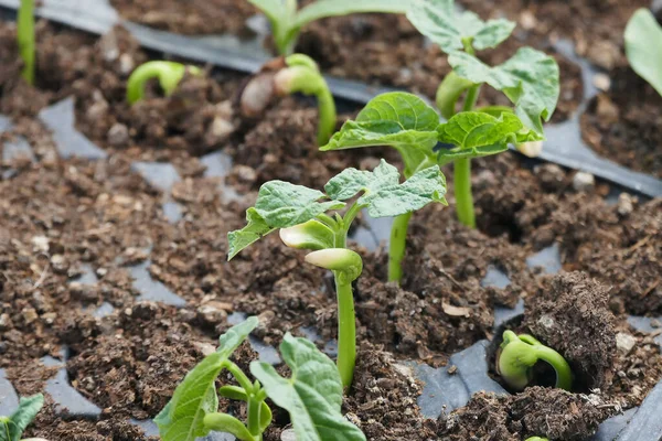 Development Newly Sprouting Bean Seed Soil — Stock Photo, Image