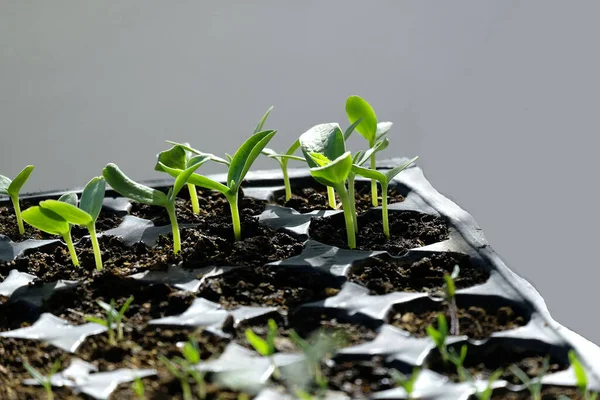 Salatalık Fidanları Bahçeye Ekilmeye Hazır — Stok fotoğraf