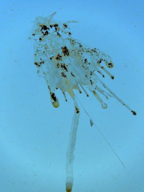 Kuş kakası balkon camında, kuş kakası camda,