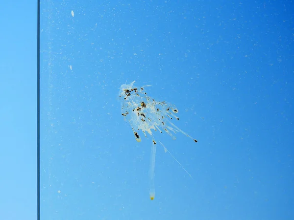 bird poop on balcony glass, bird poop on glass, dirty balcony glass,