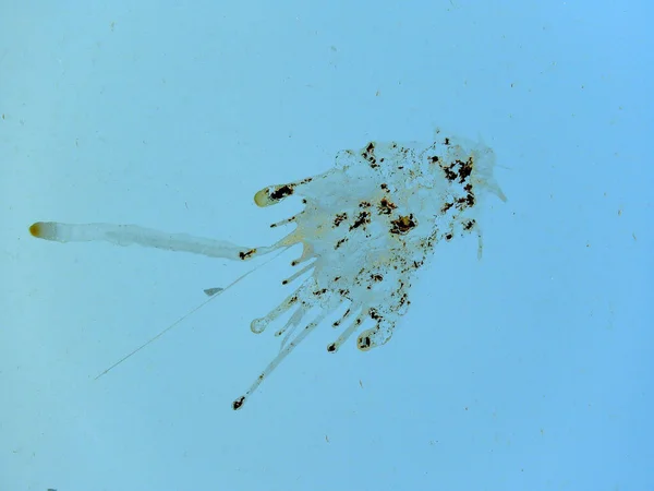 Kuş kakası balkon camında, kuş kakası camda,