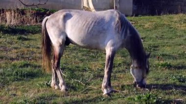 Evcil bir at çiftlikteki çayırda otluyor, gri mantolu evcil at.,
