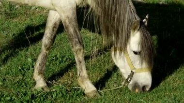 Çiftlikteki otlakta otlayan bir erkek at. Yaklaş.,