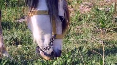 Çiftlikteki otlakta otlayan bir erkek at. Yaklaş.,