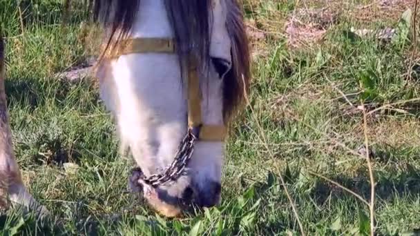 Maned Male Horse Grazing Pasture Farm Close — Stock Video