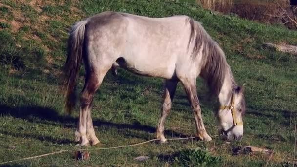 Maned Male Horse Grazing Pasture Farm — Stock Video