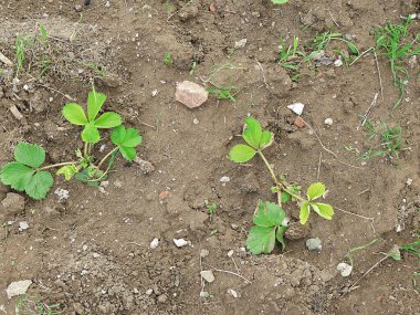 Bahçeye ekilmiş çilek tohumları, hobi bahçesinde çilek yetiştirmek, çilek yetiştirmek.,