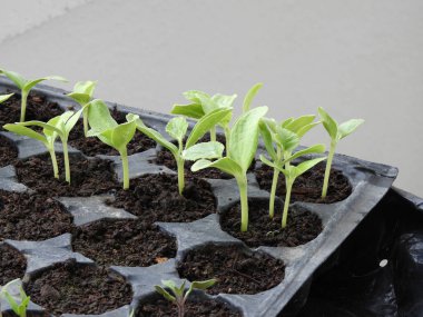 Doğal sebze filizleri, tarım ve sebze filizleri.,