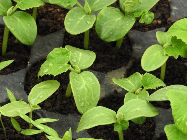 Doğal sebze filizleri, tarım ve sebze filizleri.,