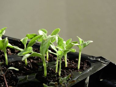 Doğal sebze filizleri, tarım ve sebze filizleri.,