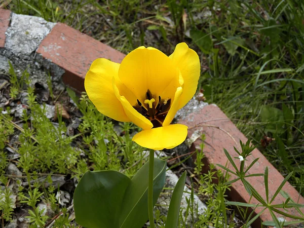 Zblízka Tulipán Květiny Přírodní Žluté Tulipán Květiny — Stock fotografie