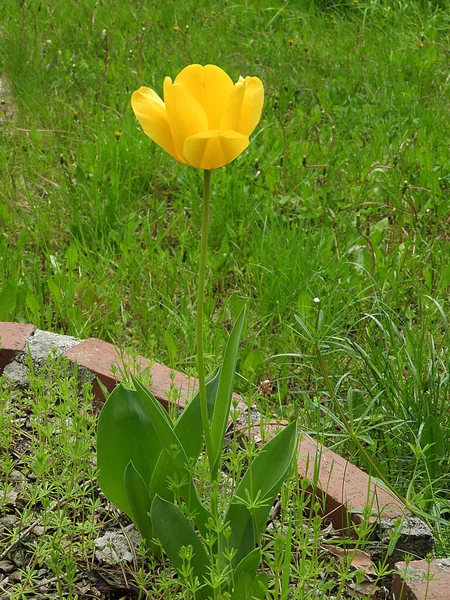 Zblízka Tulipán Květiny Přírodní Žluté Tulipán Květiny — Stock fotografie