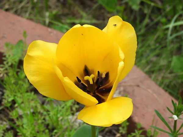 Zblízka Tulipán Květiny Přírodní Žluté Tulipán Květiny — Stock fotografie