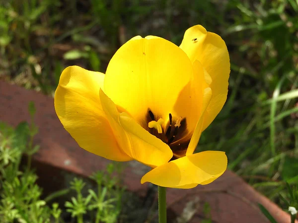 Zblízka Tulipán Květiny Přírodní Žluté Tulipán Květiny — Stock fotografie