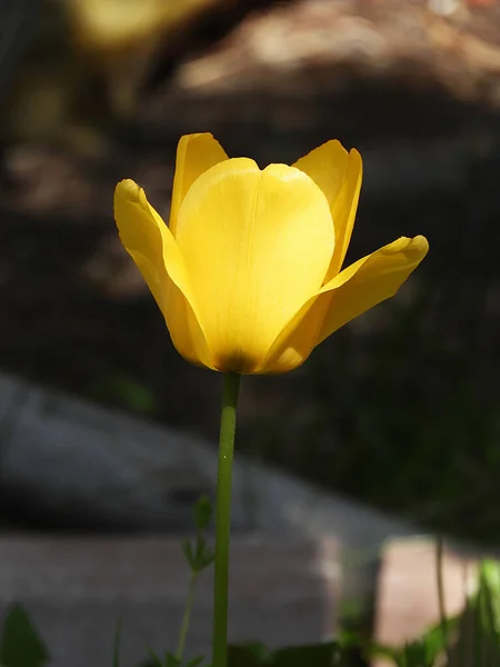 Flor Tulipán Primer Plano Flor Tulipán Amarillo Natural — Foto de Stock