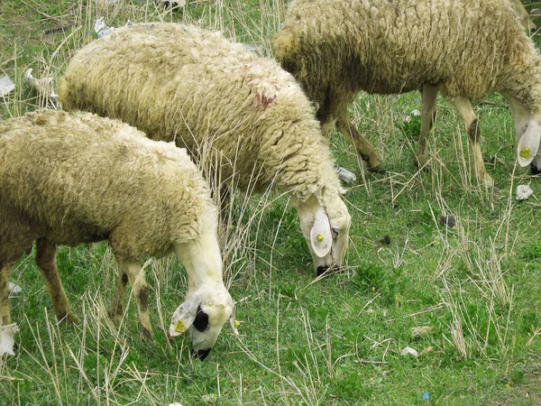 Residuos Plástico Nylon Dañan Las Áreas Pastoreo Los Animales Ovejas —  Fotos de Stock