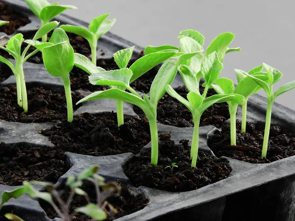 Mudas Vegetais Naturais Agricultura Plântulas Vegetais Cultivo — Fotografia de Stock