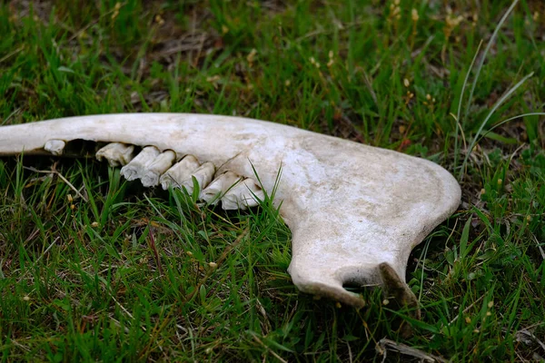 animal bones, skeleton and bone fragments of a cow,