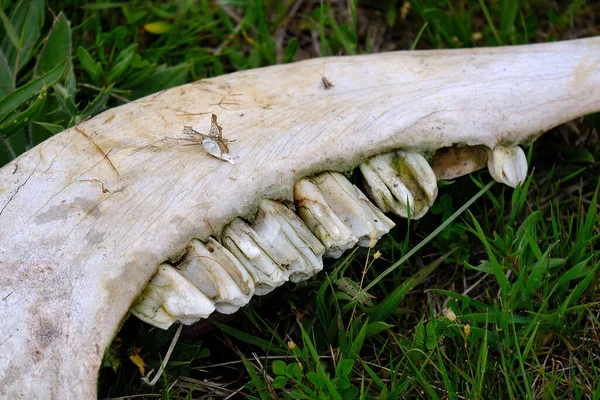 , jaw bone of an animal, dry bone, skeleton of a dead animal,skeleton parts, animal teeth on skeleton,